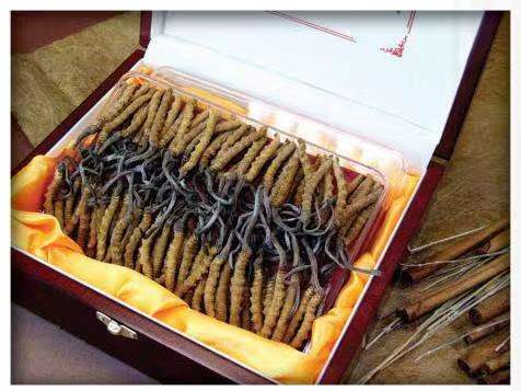 合江冬虫夏草回收